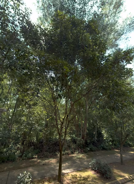 tree photo