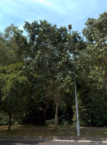 tree photo