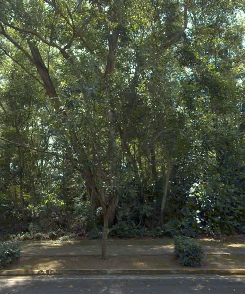 tree photo