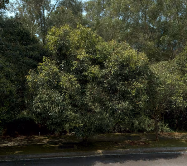 tree photo