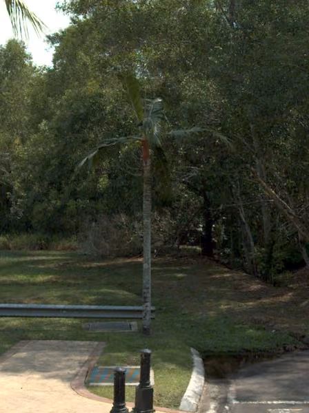 tree photo