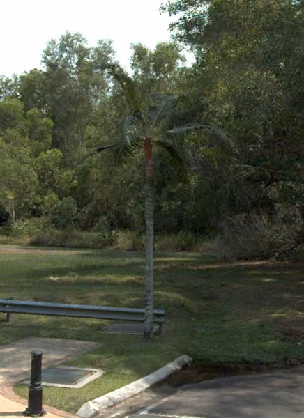tree photo