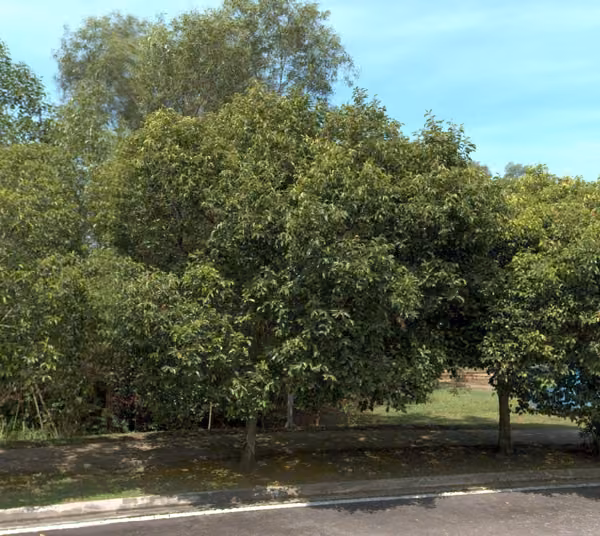 tree photo