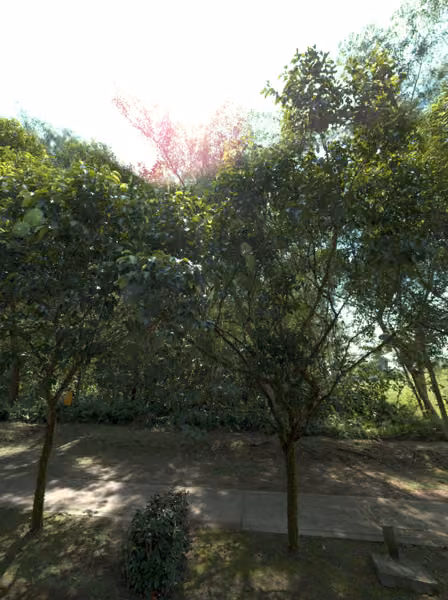tree photo