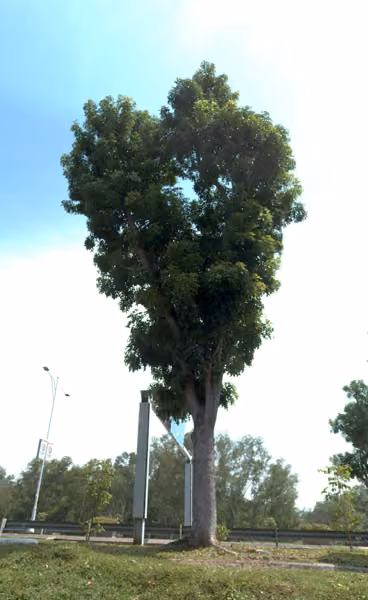tree photo
