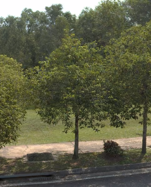 tree photo