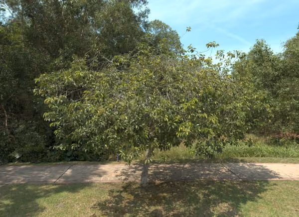 tree photo