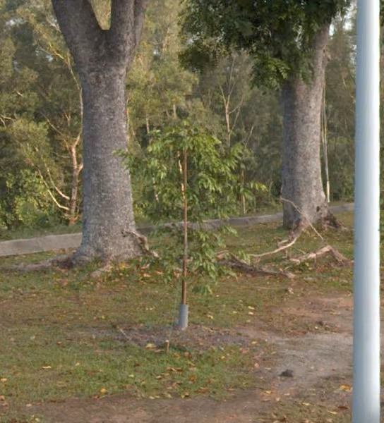 tree photo