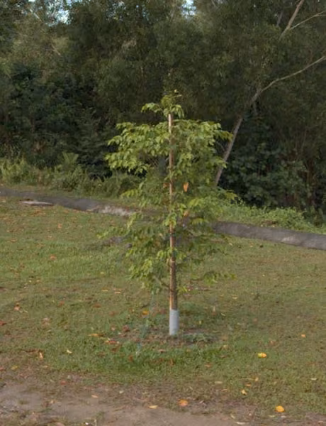 tree photo