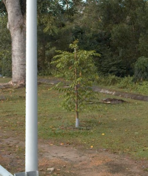 tree photo
