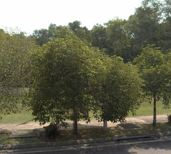 tree photo