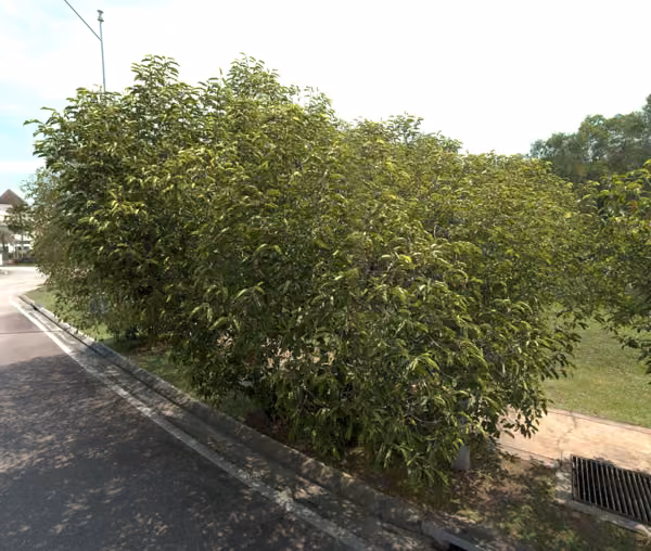 tree photo