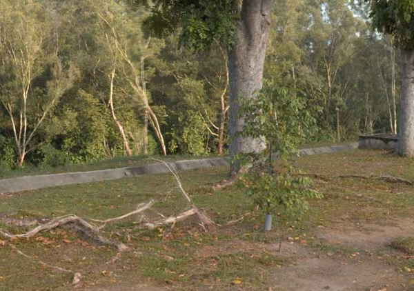 tree photo