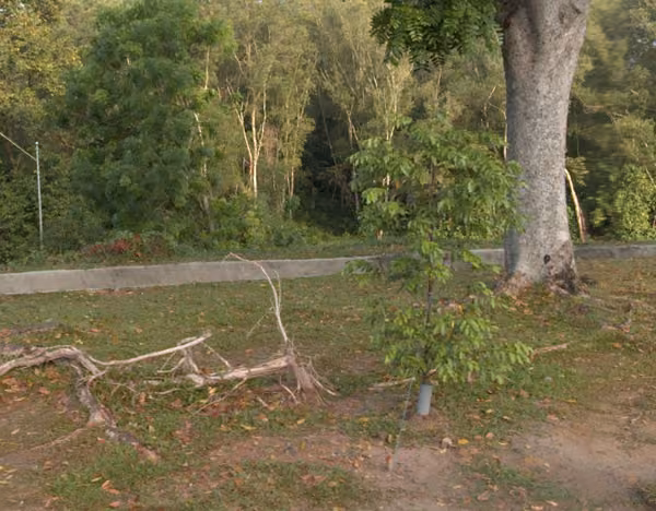 tree photo