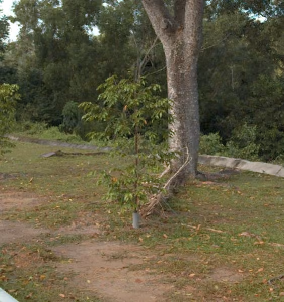 tree photo