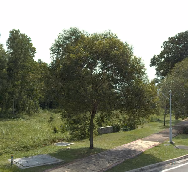 tree photo