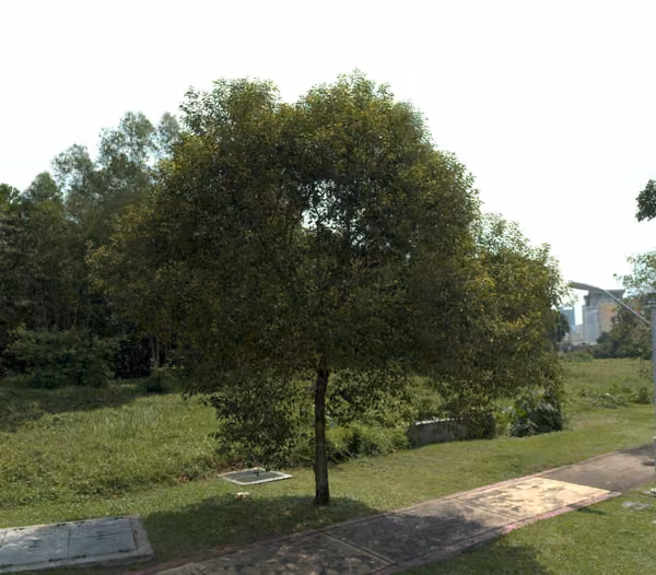 tree photo