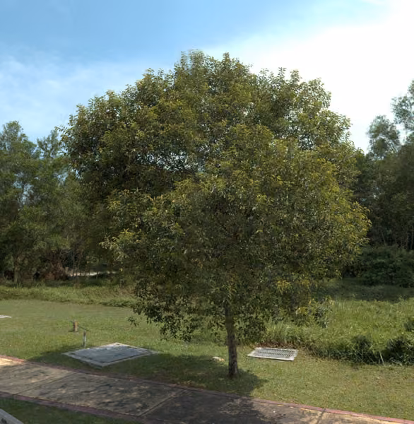 tree photo