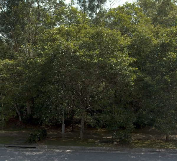 tree photo
