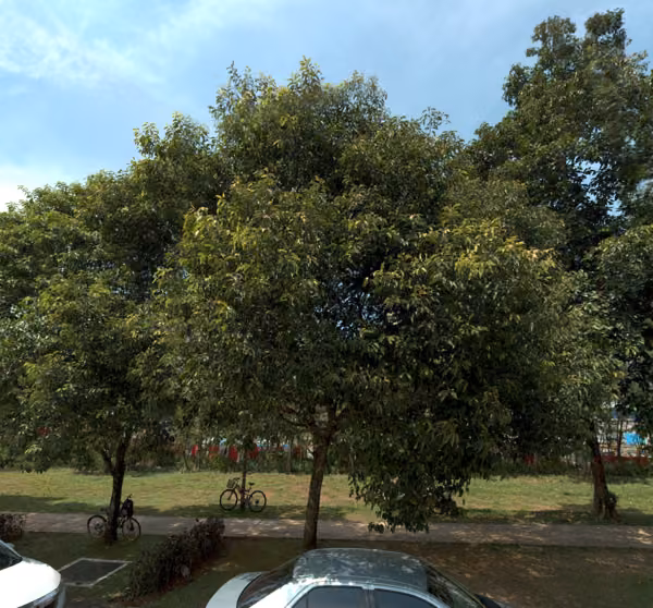 tree photo