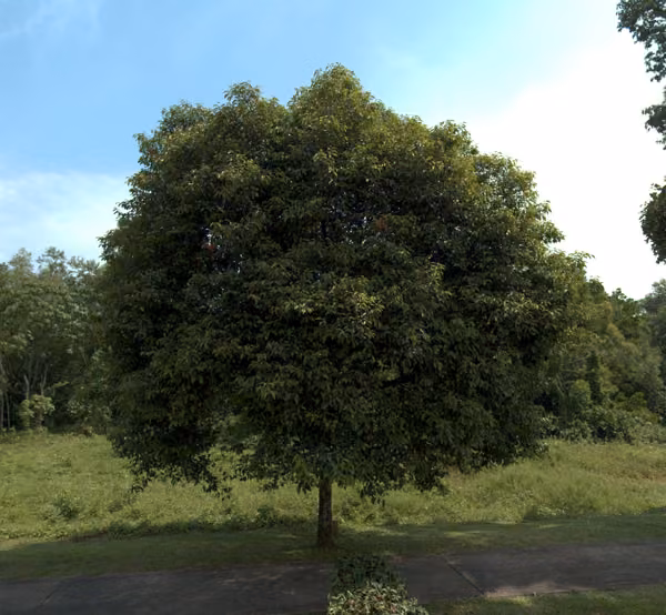 tree photo