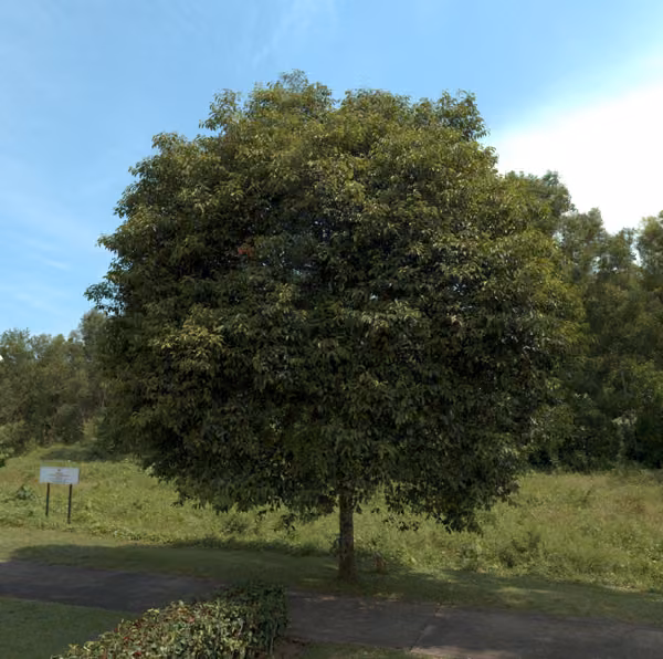 tree photo