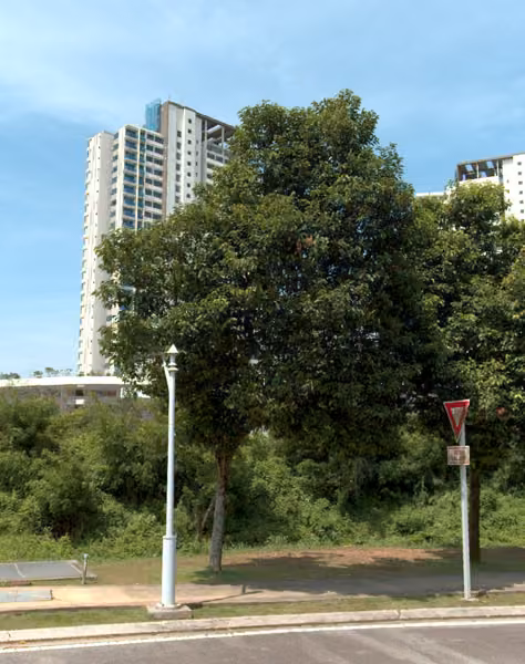 tree photo