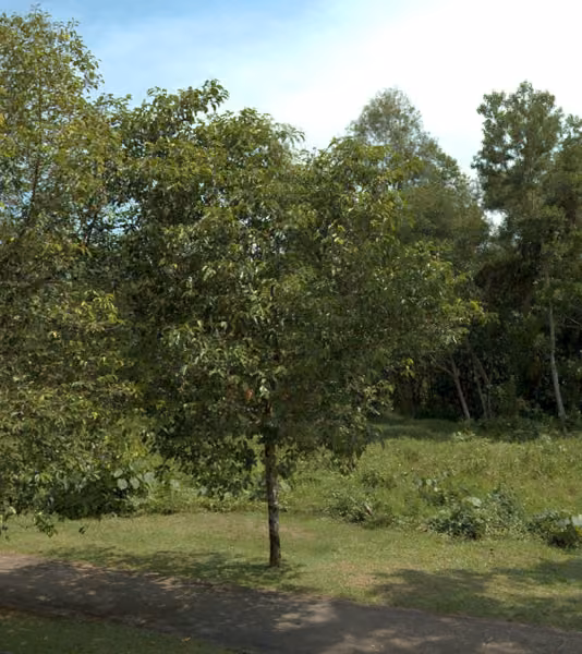 tree photo