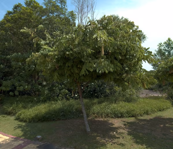 tree photo
