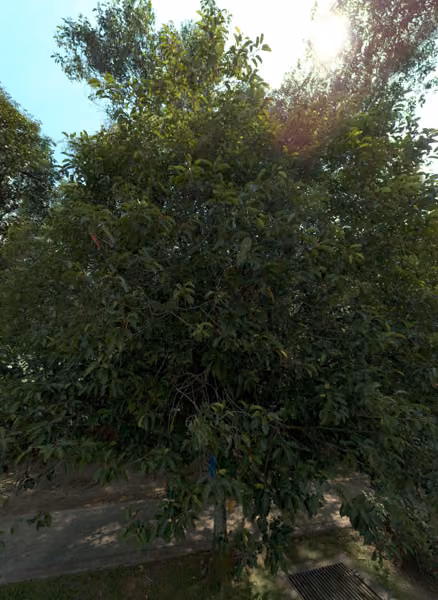 tree photo