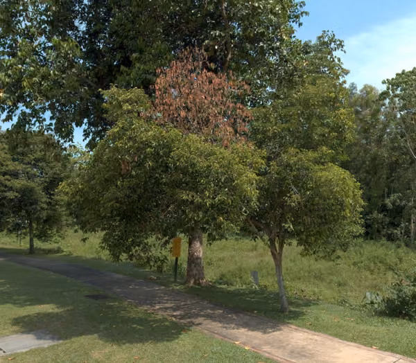 tree photo