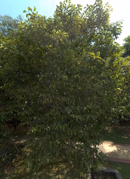 tree photo