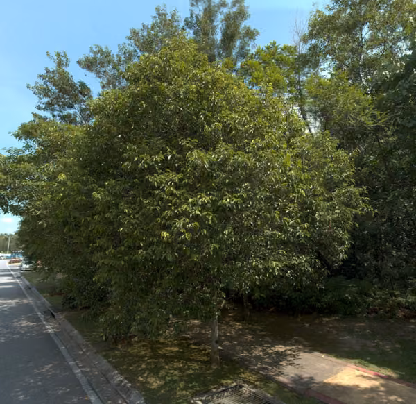 tree photo