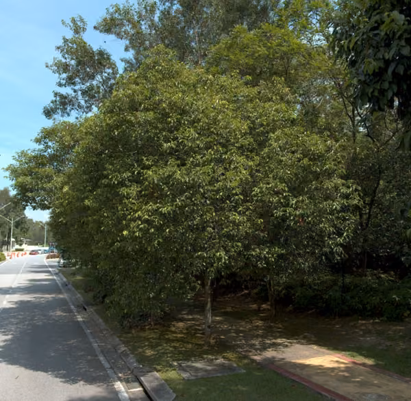 tree photo