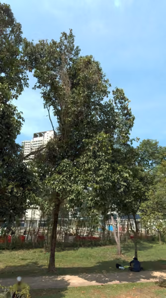 tree photo