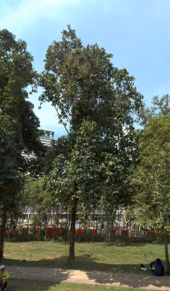 tree photo