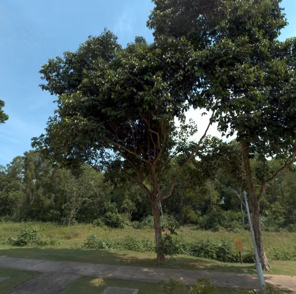 tree photo