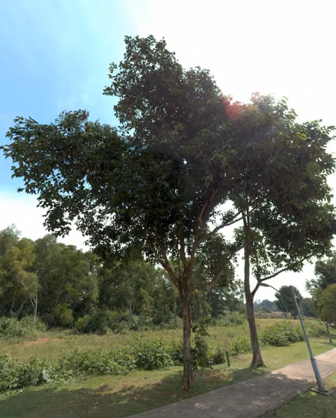 tree photo