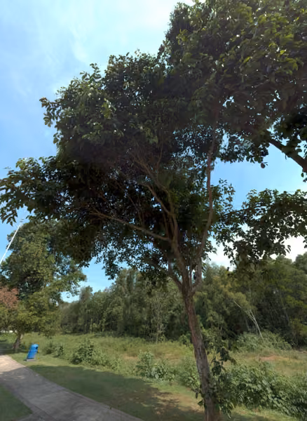 tree photo