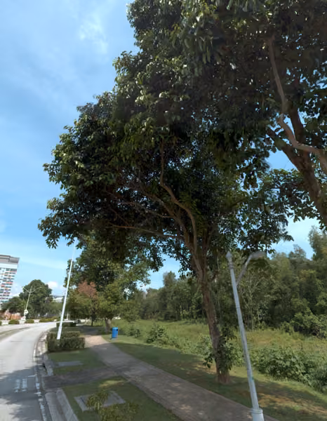 tree photo