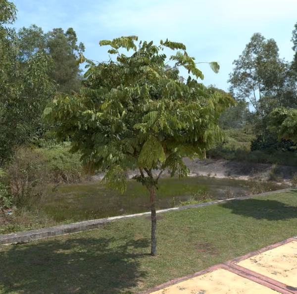 tree photo