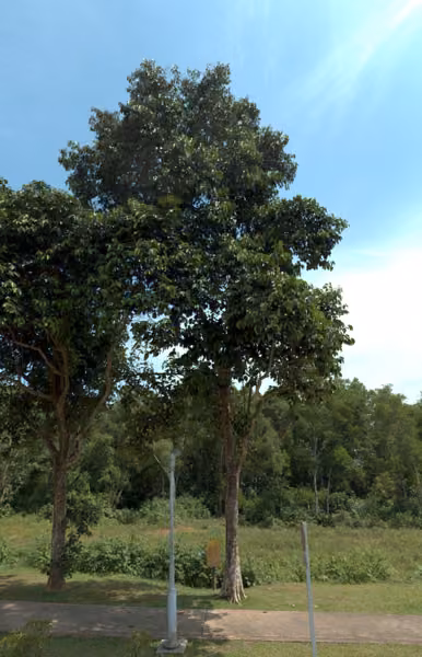 tree photo