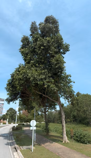 tree photo