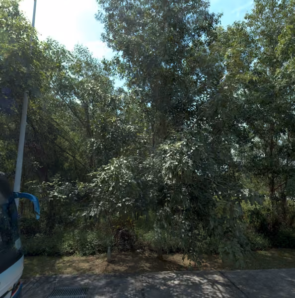 tree photo