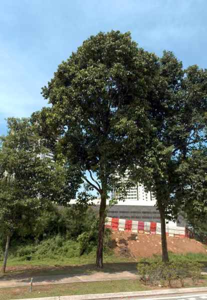 tree photo
