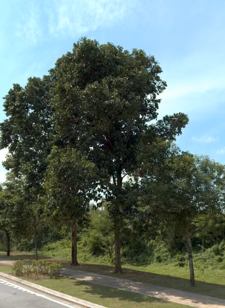 tree photo