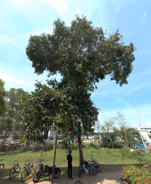 tree photo