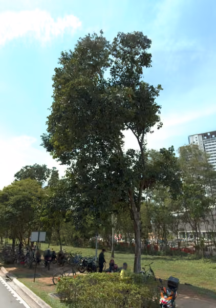tree photo