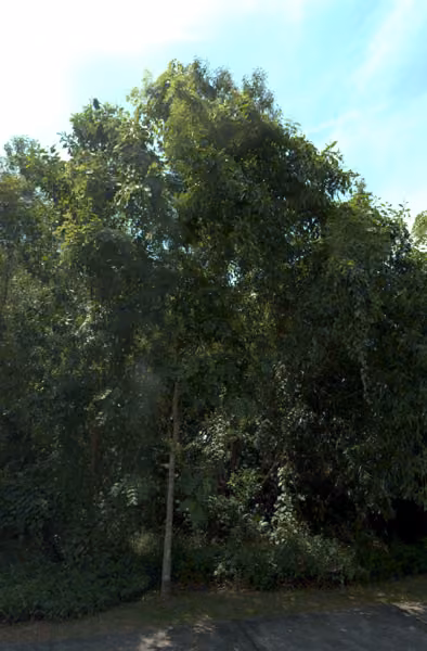 tree photo