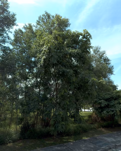tree photo